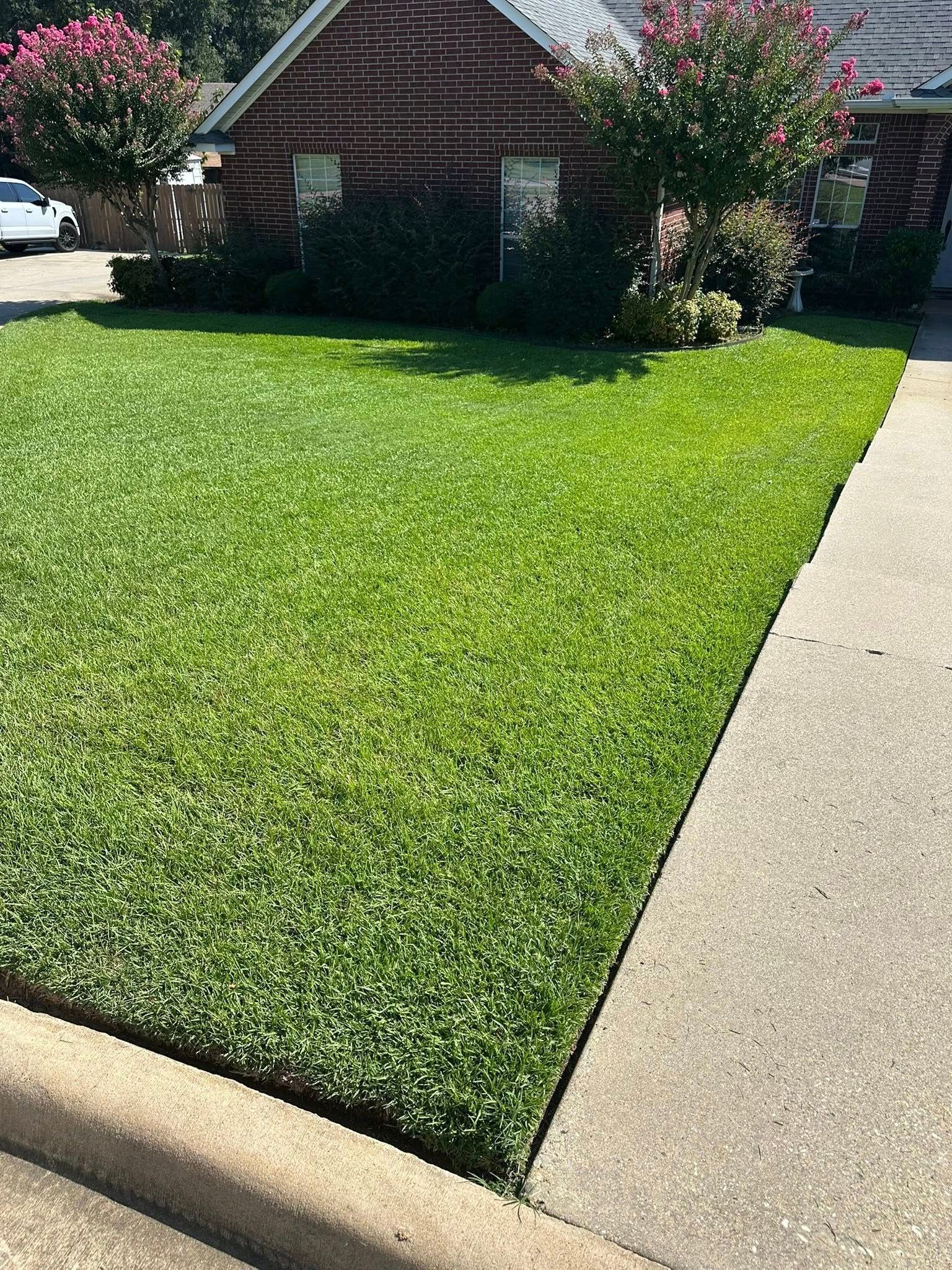 Front lawn with bright green grass beside a concrete sidewalk and a brick house with flowering shrubs.