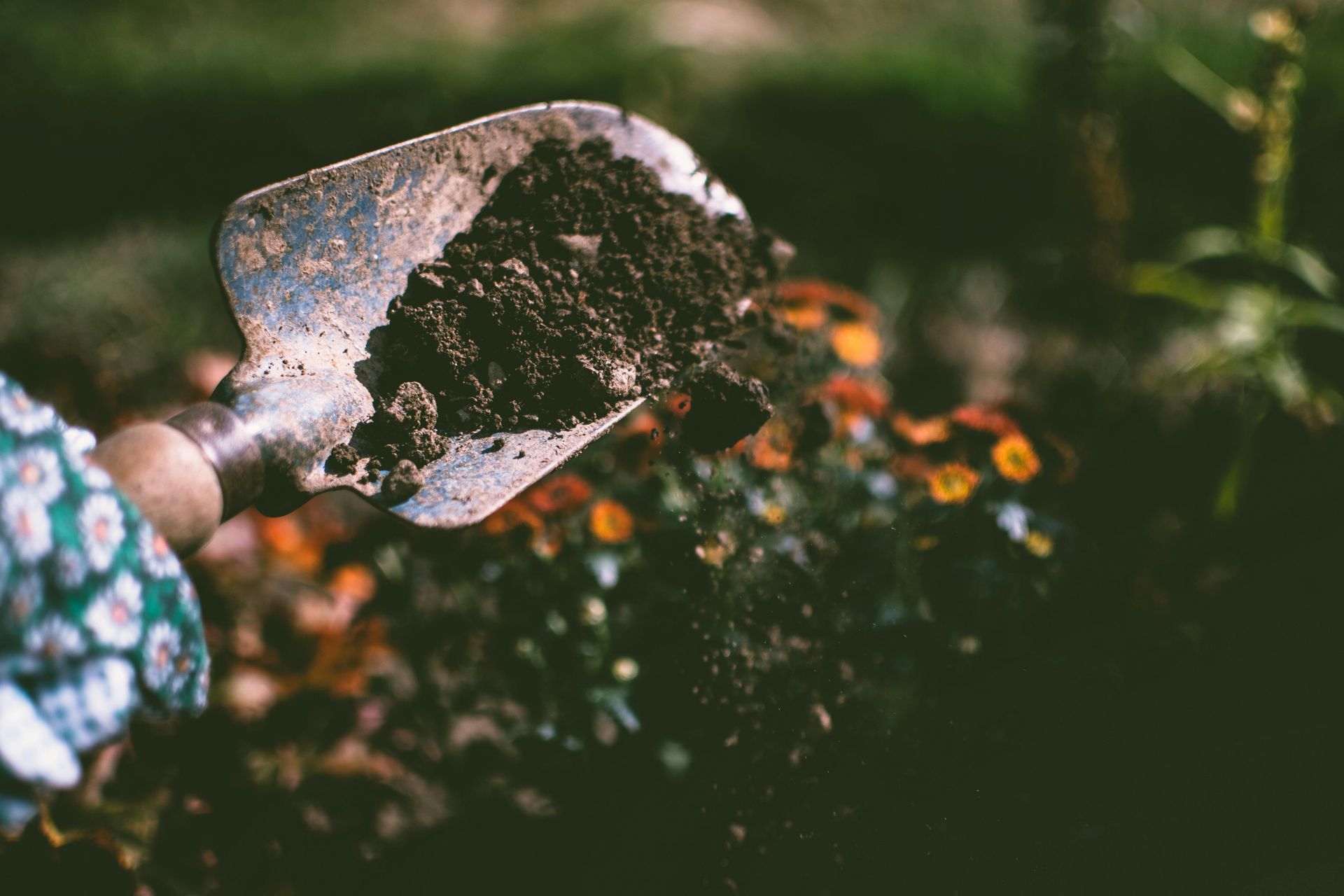 Hand gardening with a trowel, filling with dirt. Flowers in the background.