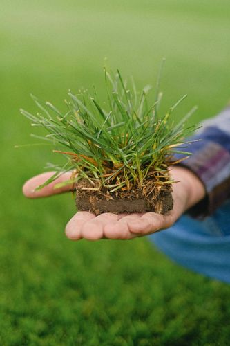 A person is holding a piece of grass in their hand.