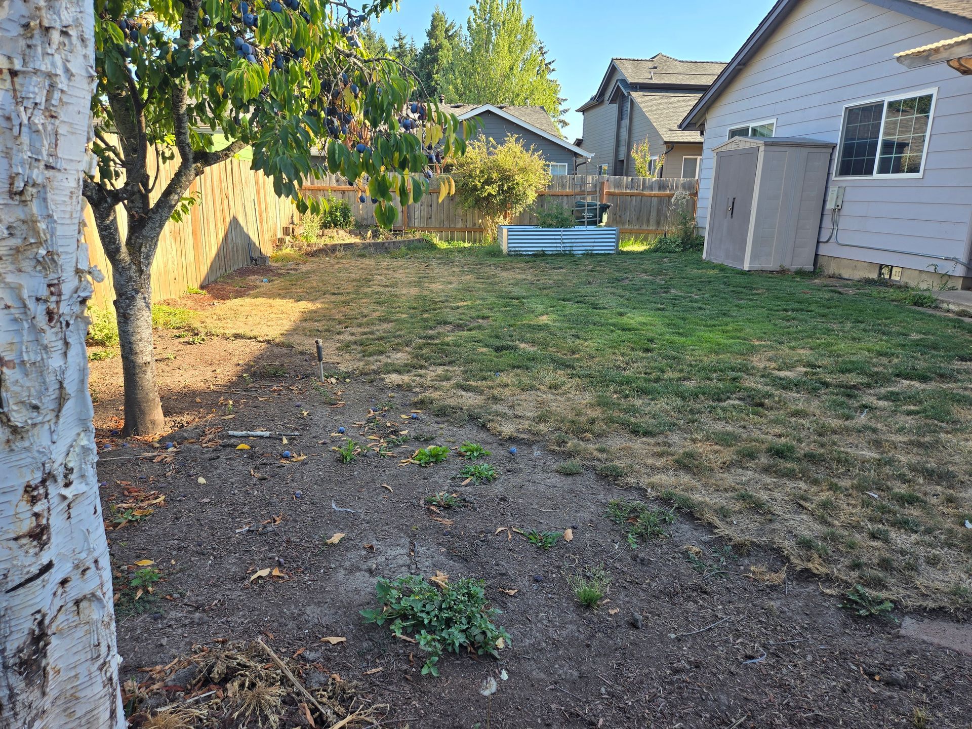 Backyard with patchy grass, trees along a fence, and a white house in the background