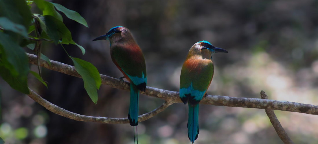 Pareja de pájaros Toh