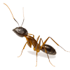 Ants — Monroe, WI — Accurate Pest Control LLC