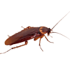 Cockroaches — Monroe, WI — Accurate Pest Control LLC