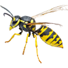 Hornets/Wasps — Monroe, WI — Accurate Pest Control LLC