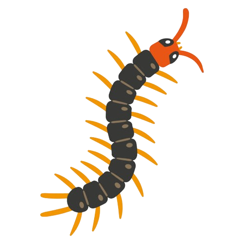 Centipedes — Monroe, WI — Accurate Pest Control LLC