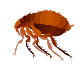 Fleas — Monroe, WI — Accurate Pest Control LLC