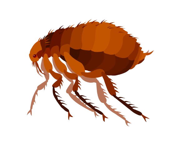 Fleas — Monroe, WI — Accurate Pest Control LLC