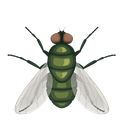 Flies — Monroe, WI — Accurate Pest Control LLC