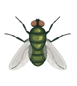 Flies — Monroe, WI — Accurate Pest Control LLC
