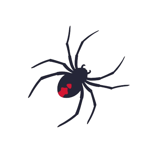 Spiders — Monroe, WI — Accurate Pest Control LLC