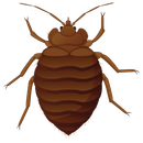 Bedbugs — Monroe, WI — Accurate Pest Control LLC
