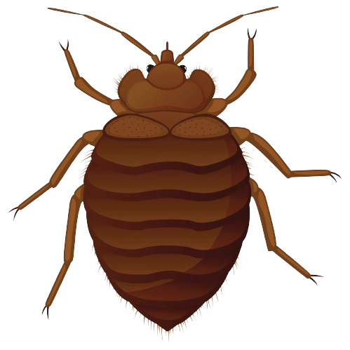 Bedbugs — Monroe, WI — Accurate Pest Control LLC