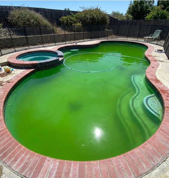 Backyard swimming pool with bright green water and a raised hot tub on a brick patio