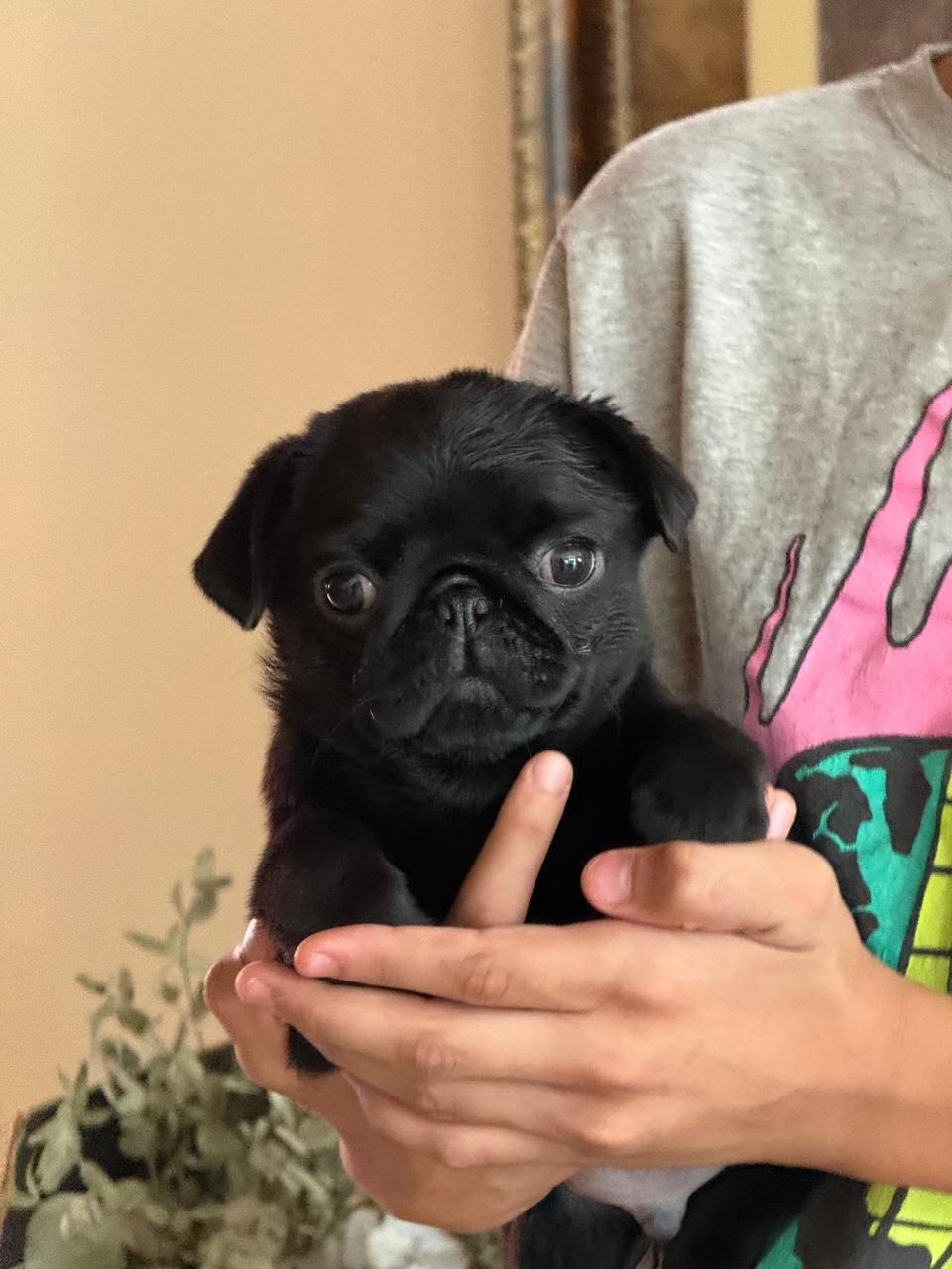 cachorro pug negro
