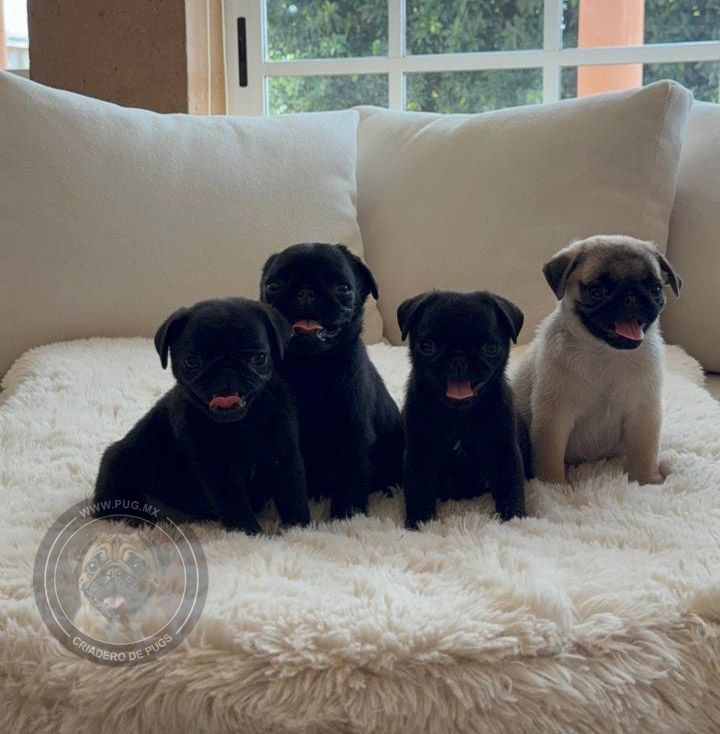 cachorro pug