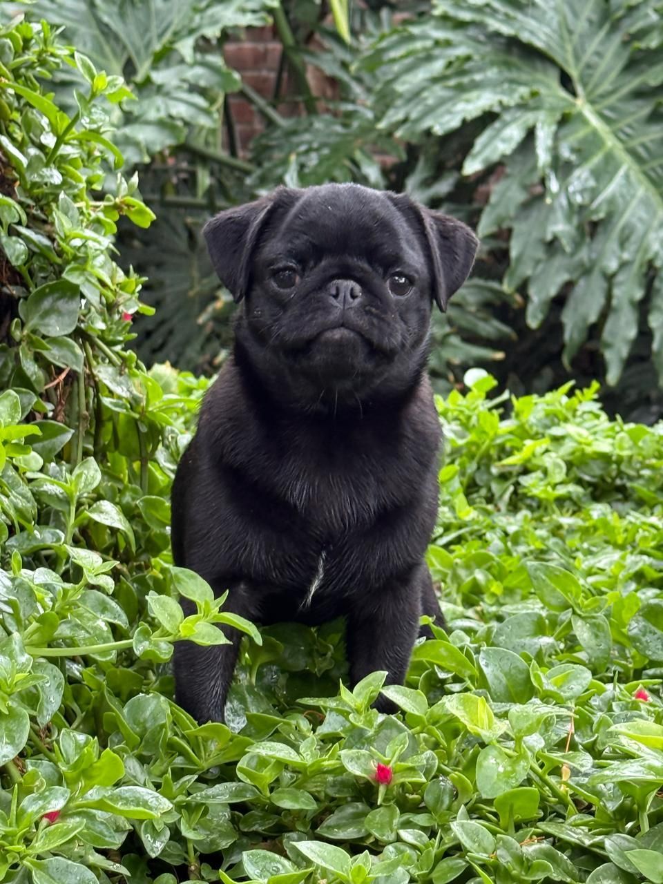 cachorro pug