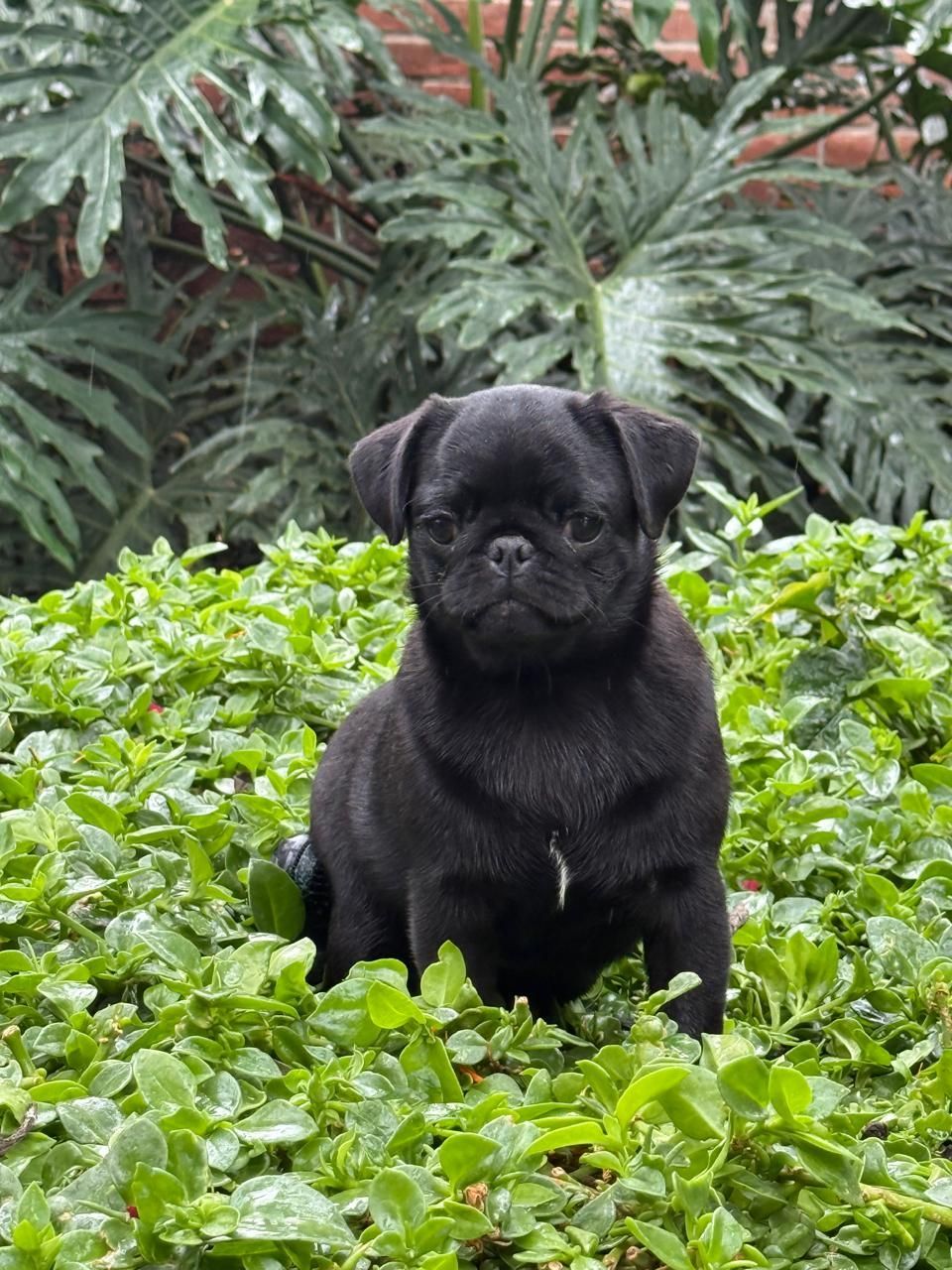 cachorro pug