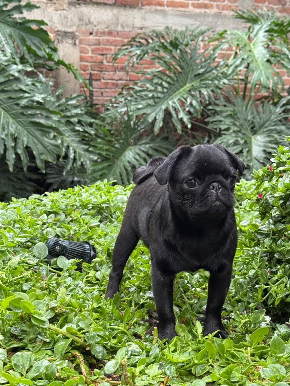 cachorro pug