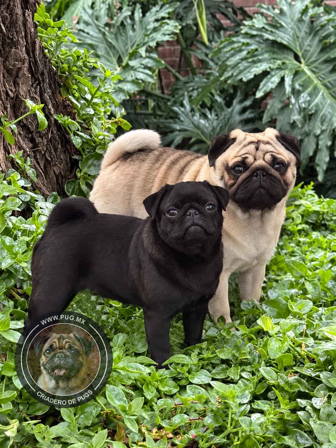 pug en venta