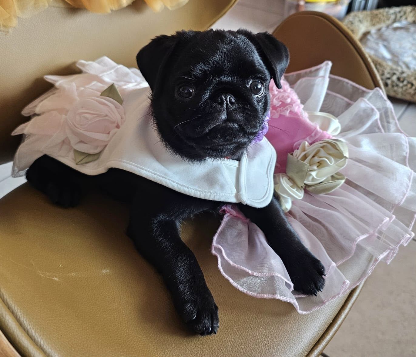 cachorro pug negro