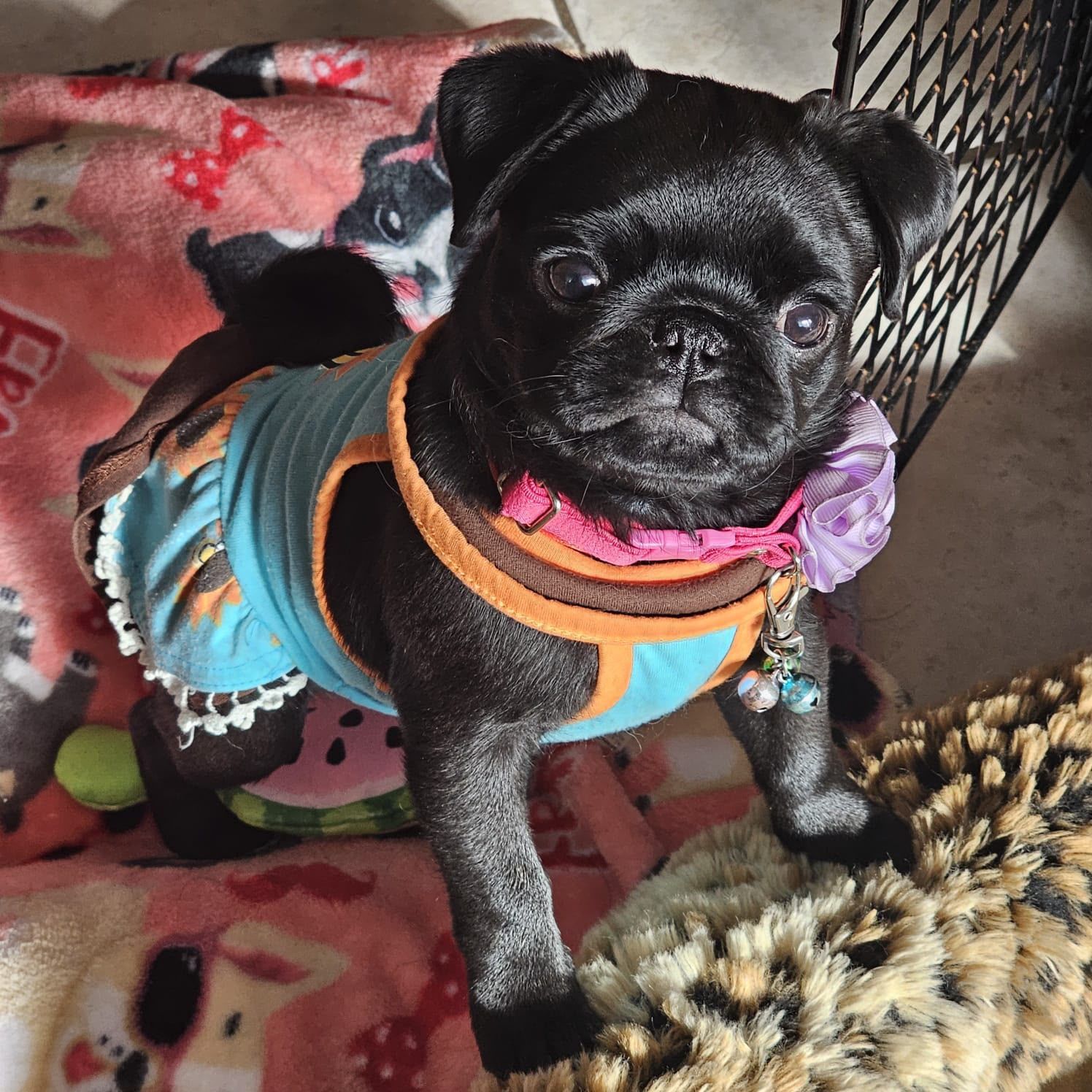 cachorro pug negro
