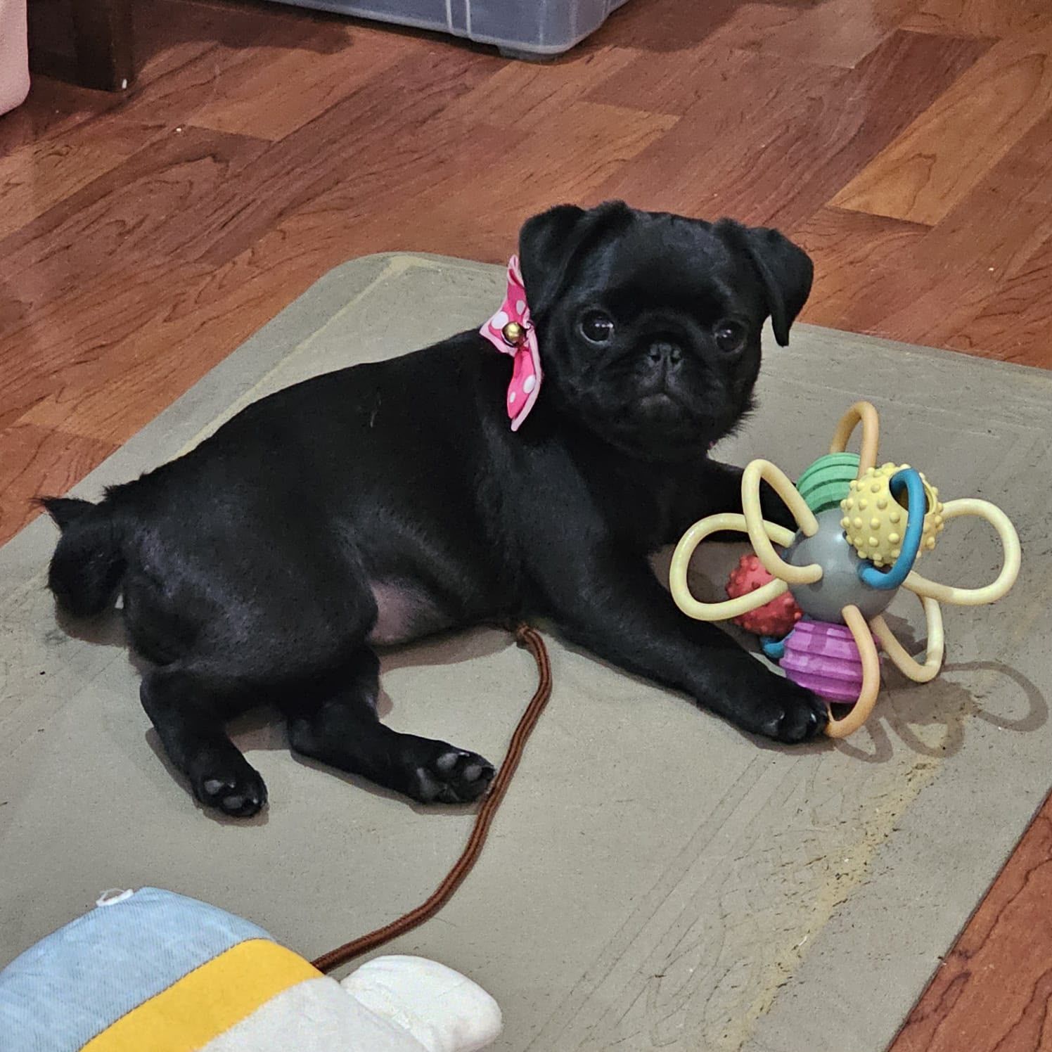 cachorro pug negro