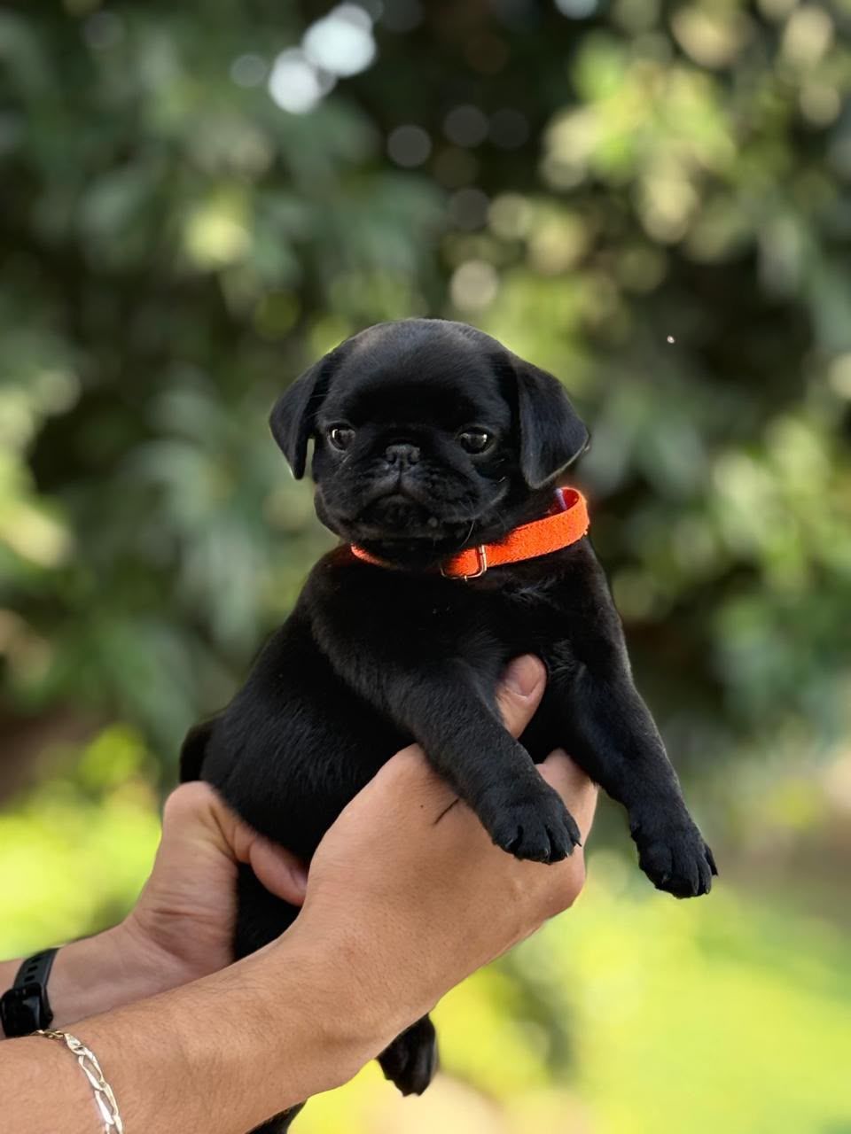 cachorro pug negro