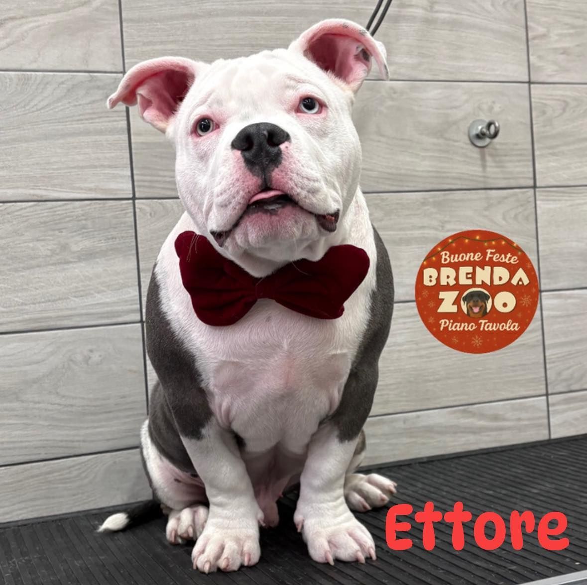 Cane bianco e grigio con un papillon rosso, seduto su una superficie; sono raffigurati la scritta