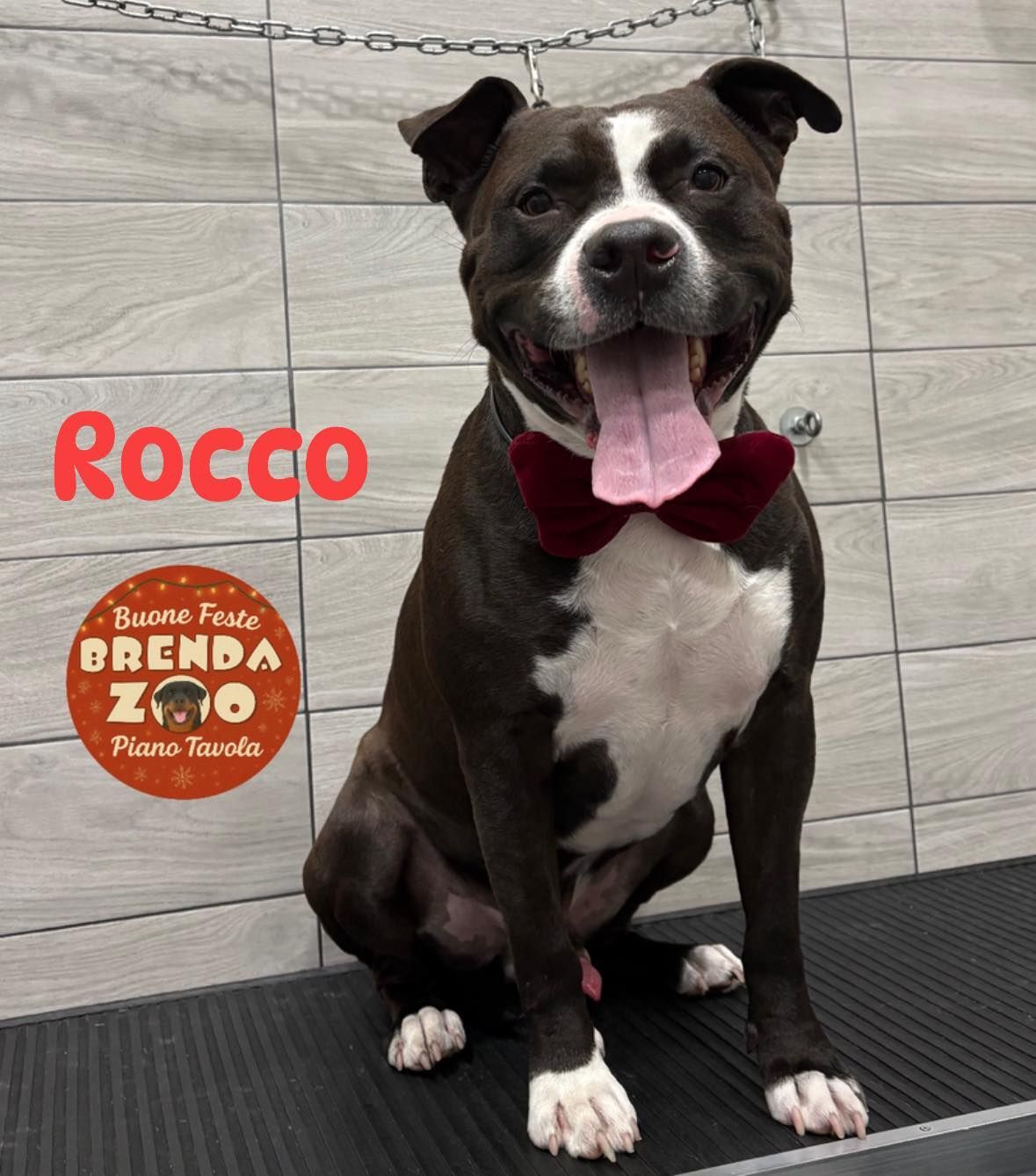 Rocco, un cane bianco e nero, è seduto con un papillon rosso e la lingua di fuori. Testo in sovrimpressione:
