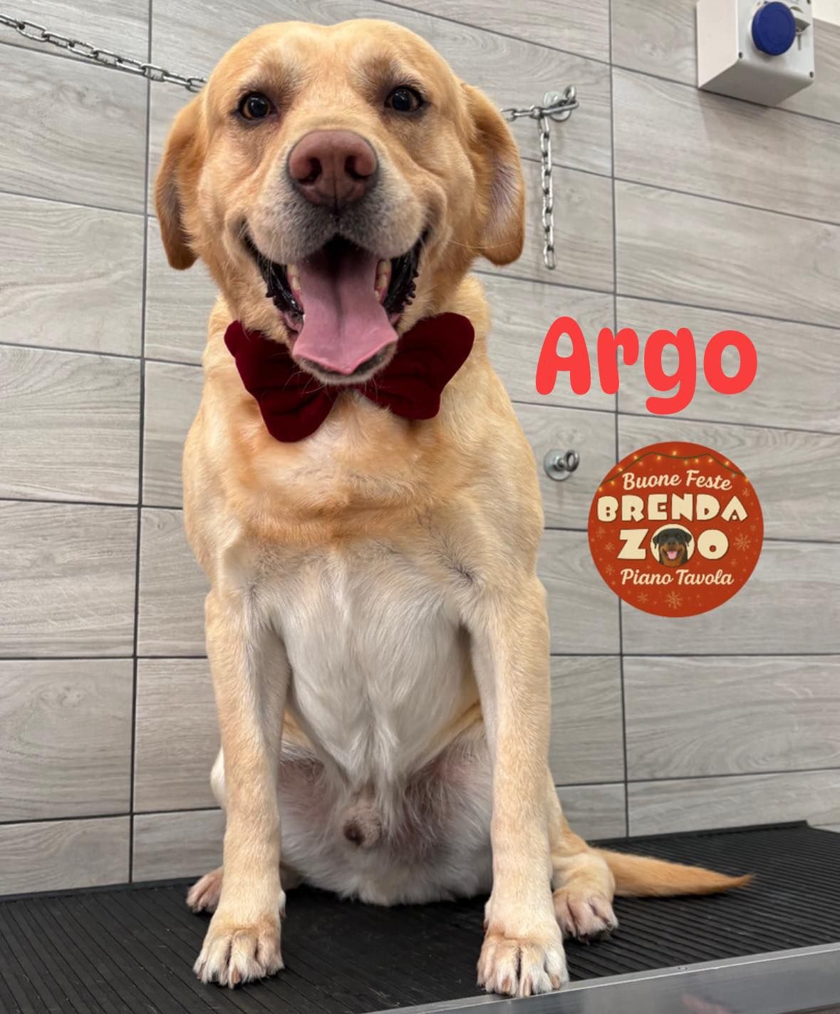 Cane Labrador giallo con papillon rosso, sorridente, seduto. Sono presenti la scritta