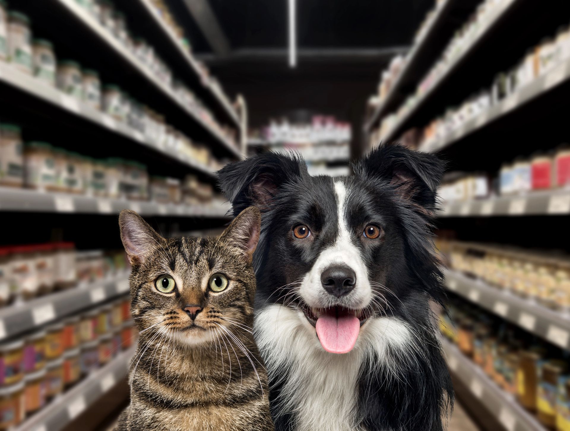 Un gatto e un cane Border Collie nel reparto cibo per animali, guardano l'osservatore.