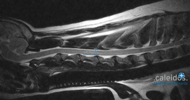 risonanza magnetica cane cervello encefalo colonna vertebrale ernia ginocchio paralisi