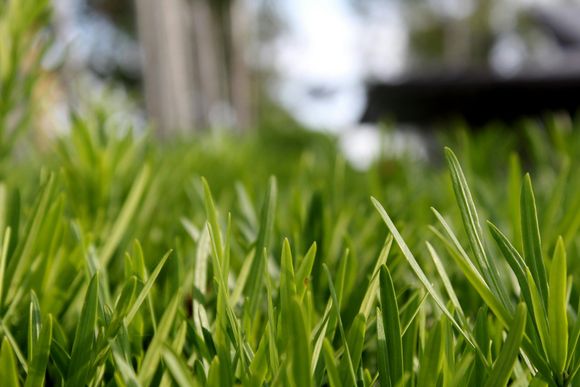 Close-up of bright green grass blades, with a blurred background of a tree and object.
