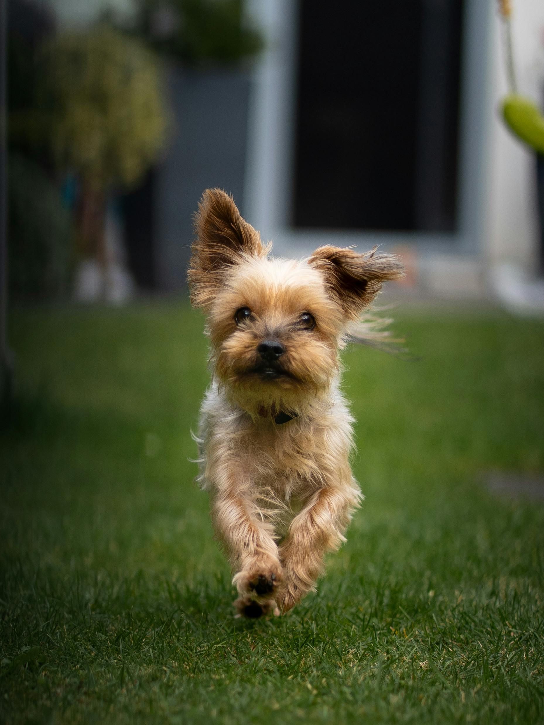 Yorkshire Terrier running towards the viewer on green grass.
