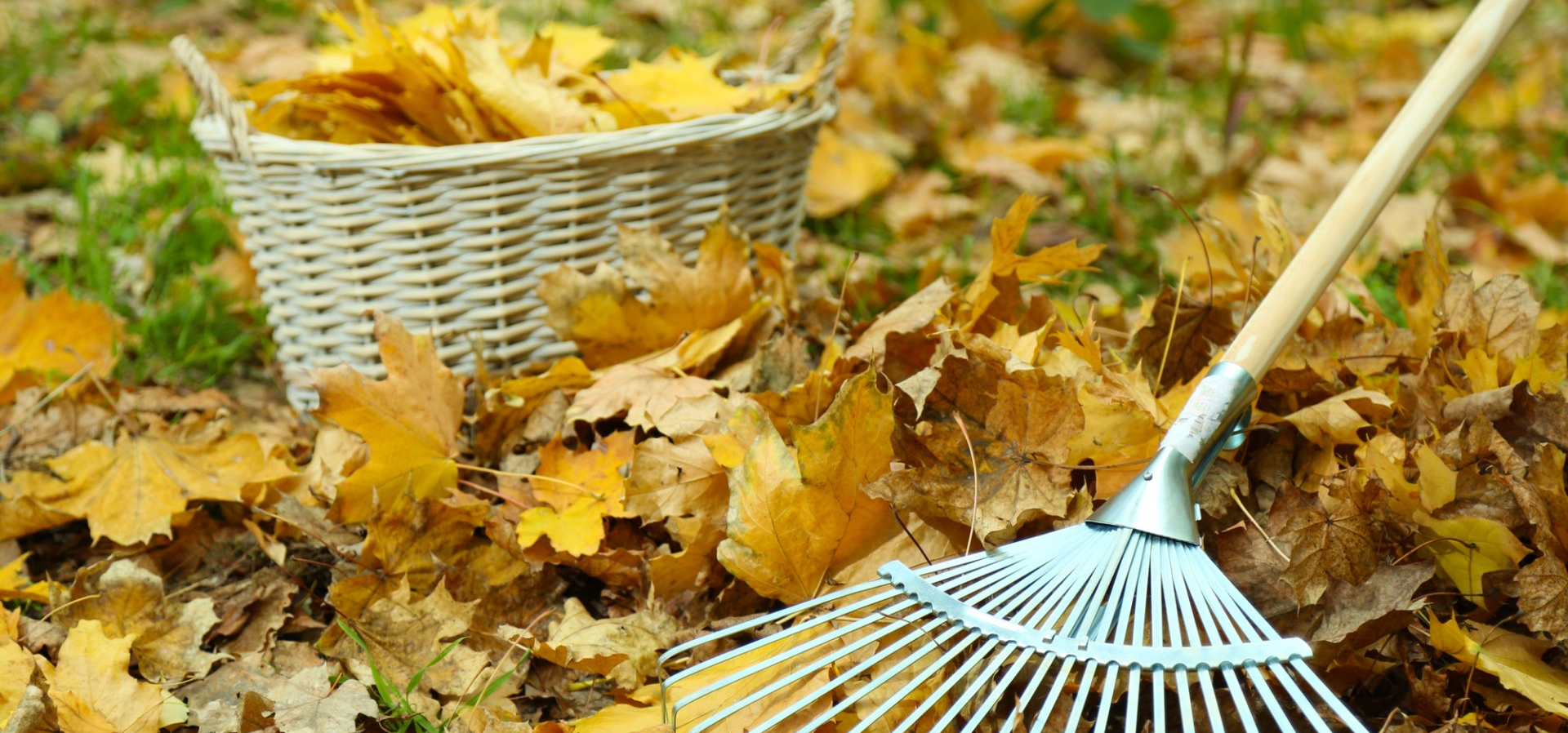 fall cleanup tips