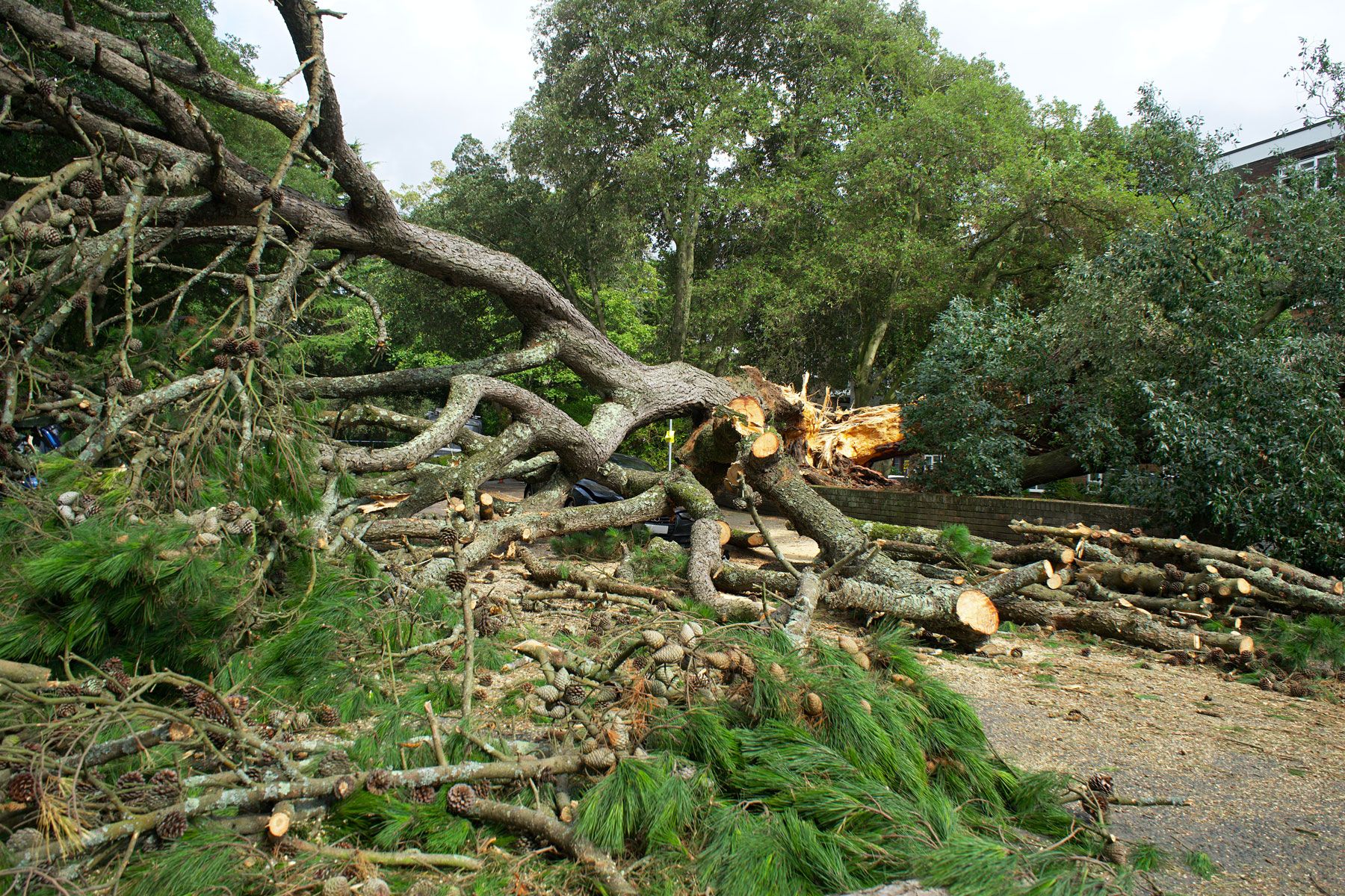 A large tree has fallen