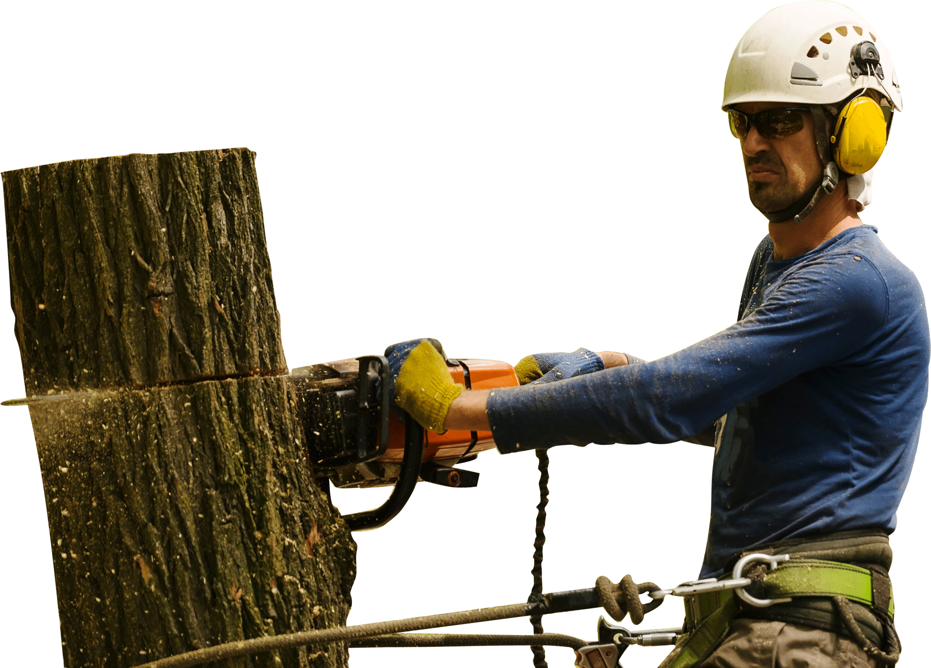 A tree is being cut down by an arborist. A tree is being cut down by an arborist