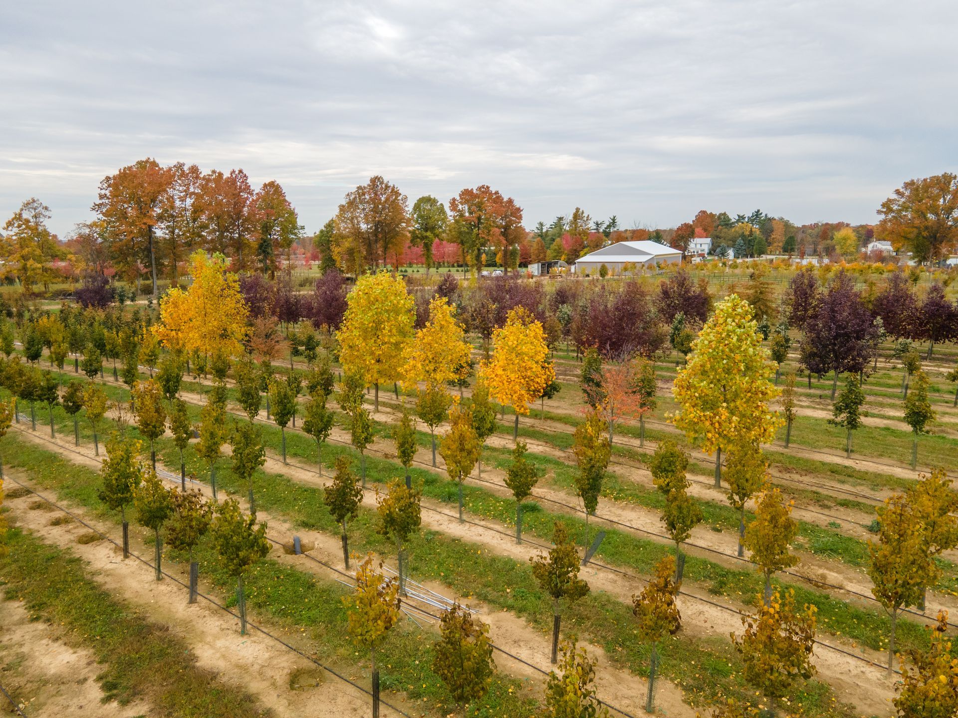 Rows of trees in fall colors at a nursery, under a cloudy sky.