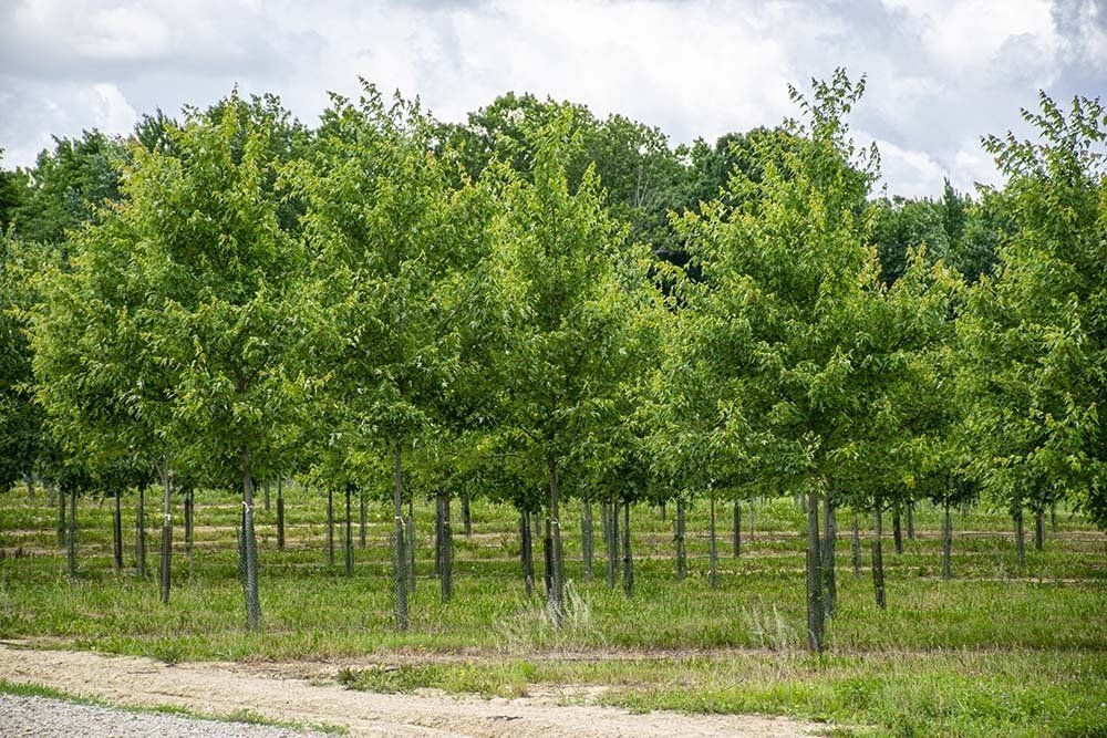 Row of young green trees in an outdoor setting, with a cloudy sky in the background.