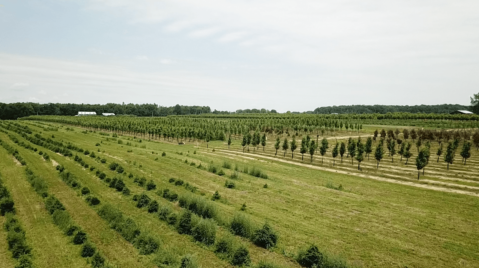 Rows of young trees in a field under a partly cloudy sky.
