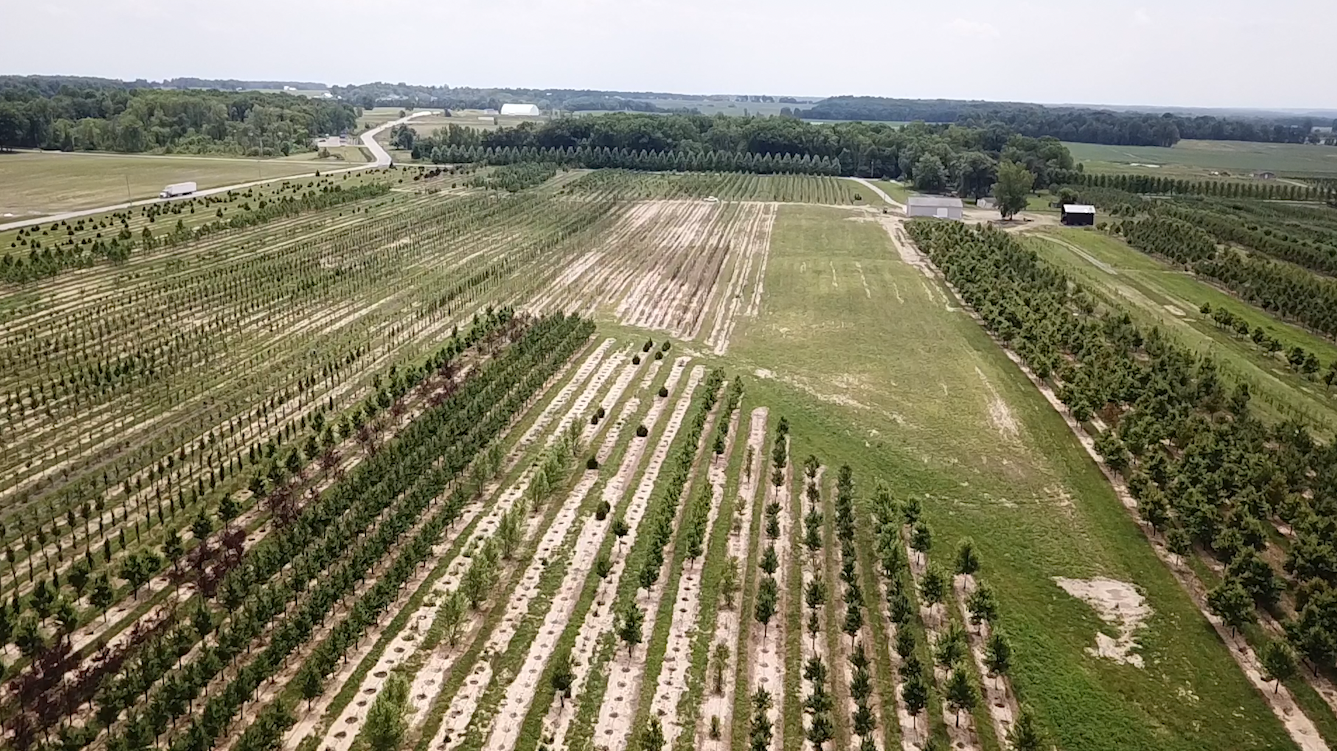 Aerial view of a tree farm with rows of young trees, some harvested rows, and surrounding fields.