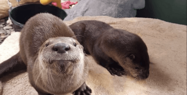 World Otter Day