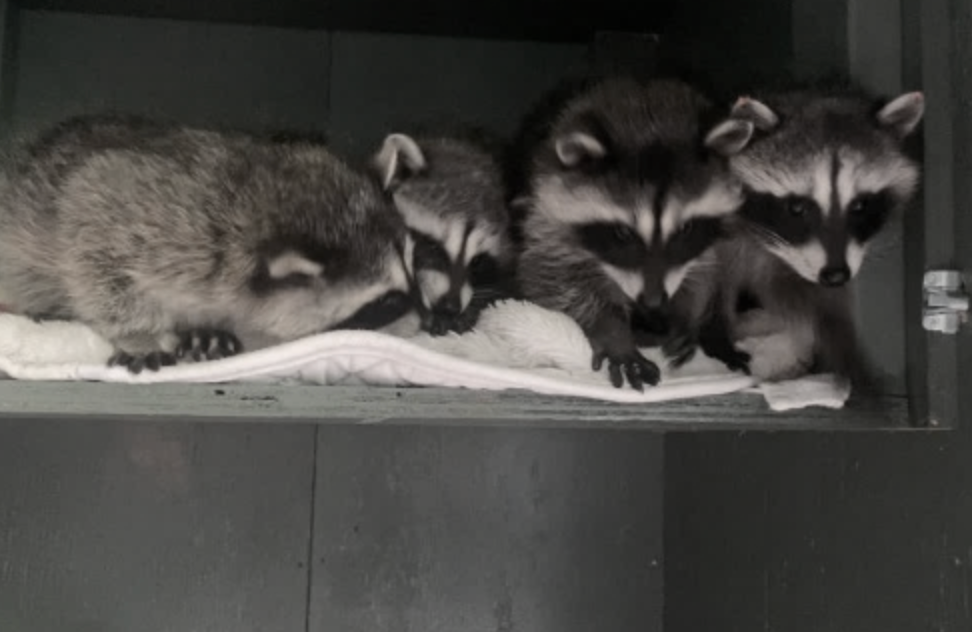 The Mountains Raccoons Arrival and Story