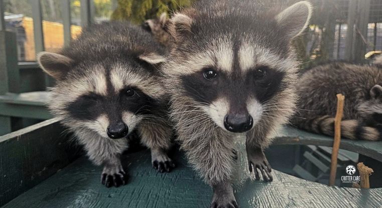 Raccoons: Where They Live and What Makes Them So Adaptable