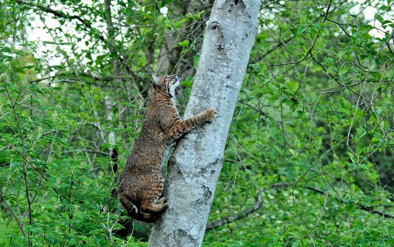 Bobcats in the Wild