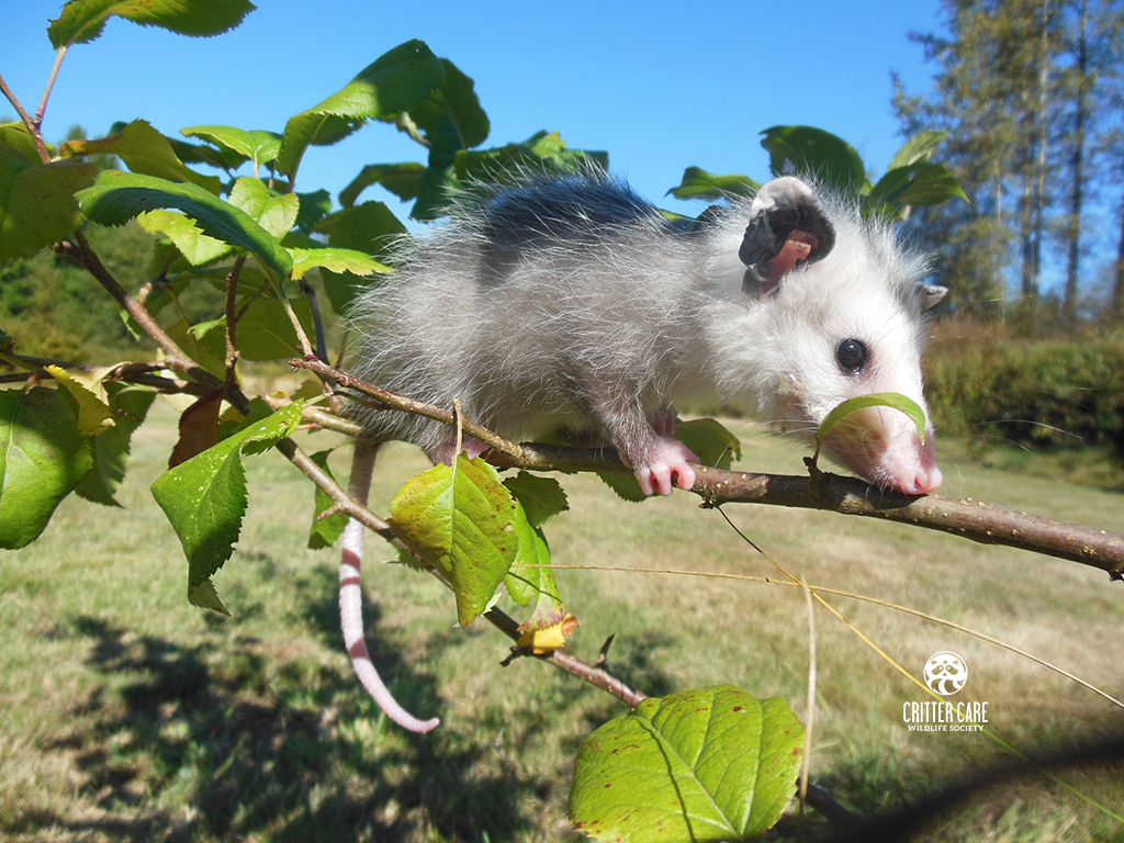 An opossum is eating a leaf from a tree branch