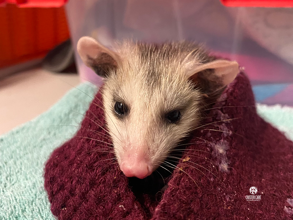 A small opossum is wrapped in a purple sweater.