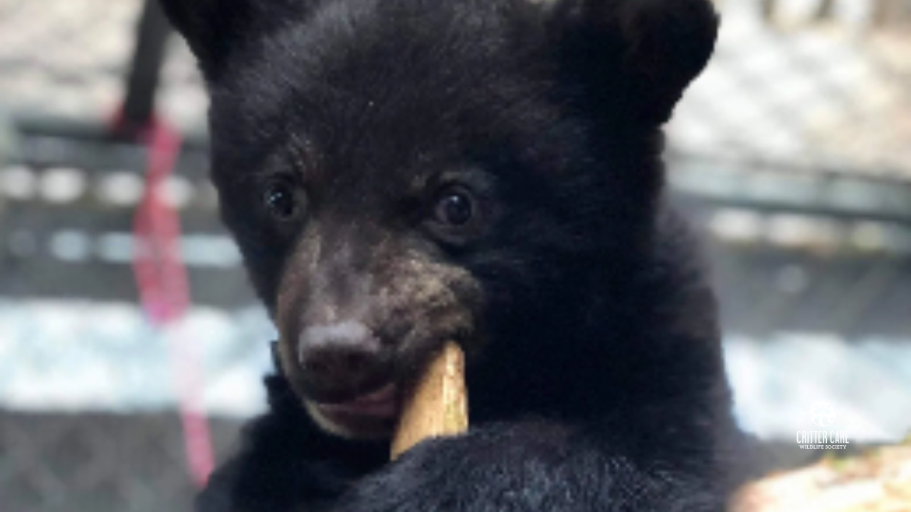 Black bear cub nibbles a snack, looking at the viewer. Close-up in a light setting.