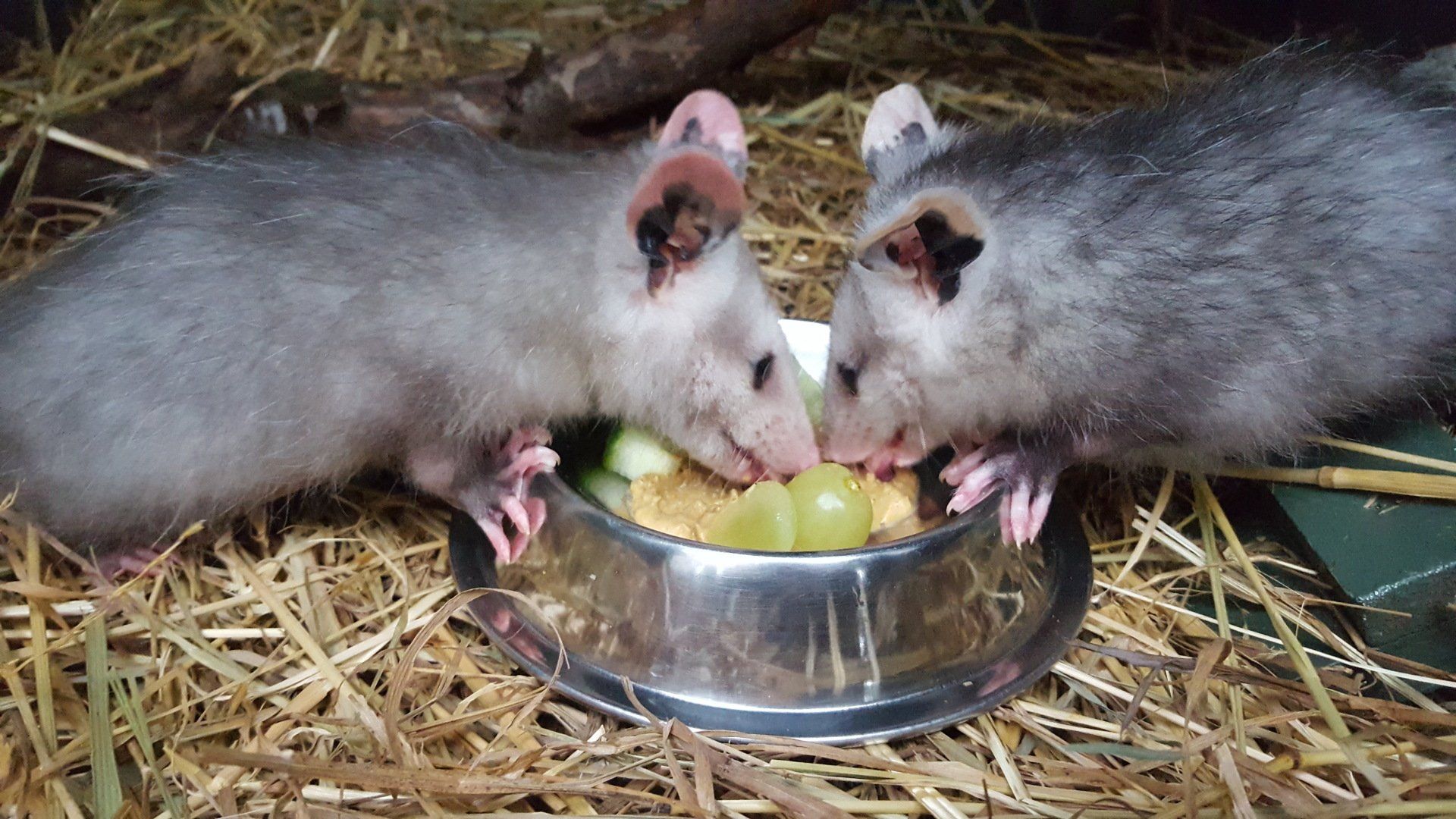 Two opossums are eating grapes from a bowl.