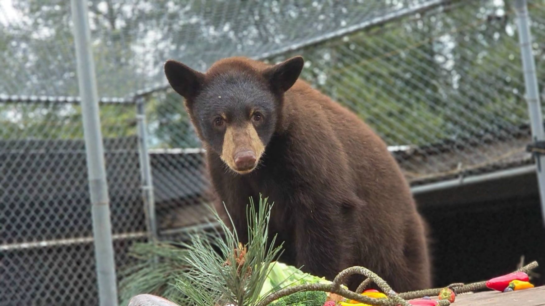 Black bear standing behind greenery in an outdoor enclosure, looking toward the camera.